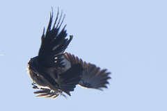 Corvus cornix