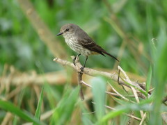 Pyrocephalus rubinus