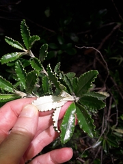 Brachyglottis monroi