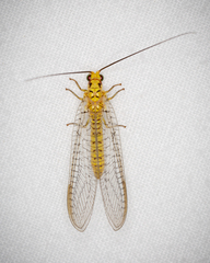 Italochrysa