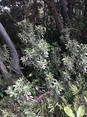 Brachyglottis monroi