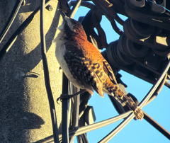 Campylorhynchus rufinucha