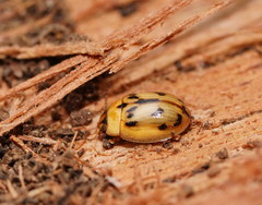 Peltoschema hamadryas