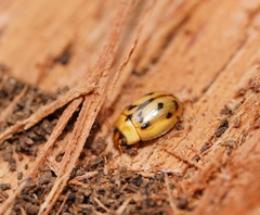 Peltoschema hamadryas