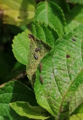 Teleonemia scrupulosa