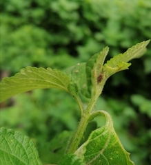 Teleonemia scrupulosa