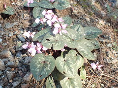 Cyclamen alpinum