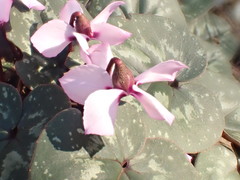Cyclamen alpinum