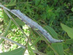Ophiusa