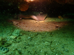 Trygonoptera personata