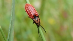 Anostirus purpureus