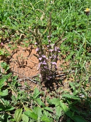 Striga squamigera