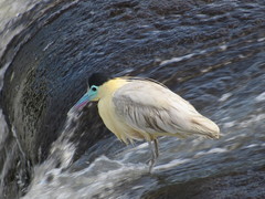 Pilherodius pileatus