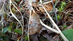 Protorthodes oviduca