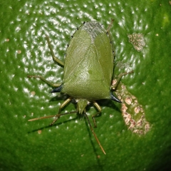 Biprorulus bibax
