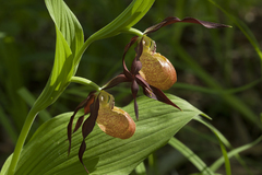 Cypripedium shanxiense
