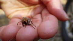 Protorthodes oviduca