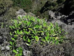 Pachystegia insignis