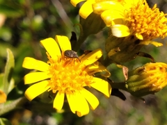 Brachyglottis monroi