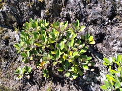 Pachystegia insignis