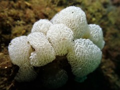 Distaplia occidentalis