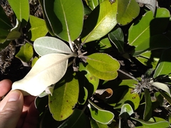 Pachystegia insignis