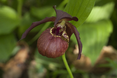 Cypripedium