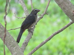 Saltator coerulescens