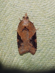 Acleris laterana