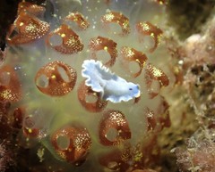 Pseudoceros lividus