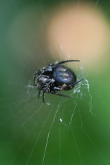 Araneus nox