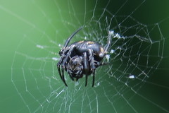 Araneus nox