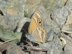 Coenonympha saadi