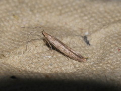 Coleophora sternipennella