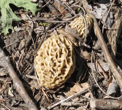 Morchella