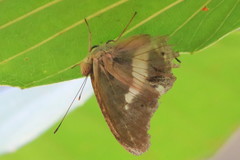 Eulaceura osteria