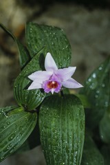 Sobralia decora
