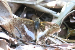 Eulaceura osteria
