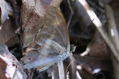 Eulaceura osteria