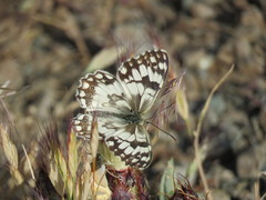 Melanargia larissa