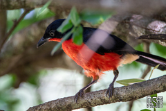Laniarius erythrogaster