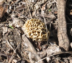 Morchella