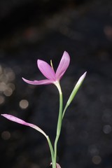 Hesperantha huttonii