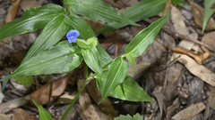 Commelina ensifolia