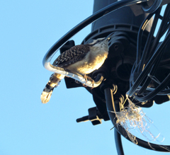 Campylorhynchus rufinucha