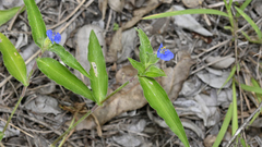 Commelina ensifolia