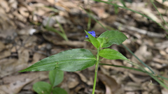 Commelina ensifolia