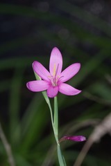 Hesperantha huttonii
