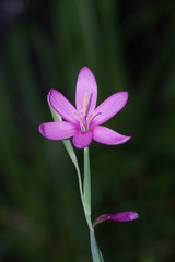 Hesperantha huttonii