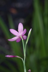 Hesperantha huttonii
